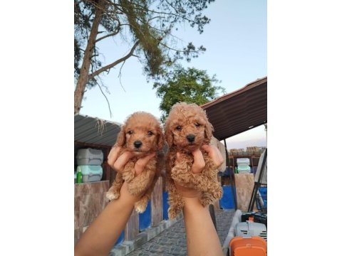 Toy poodle yavrularımız çiftliğimizden
