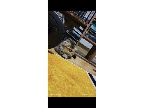 Scottish fold longhair