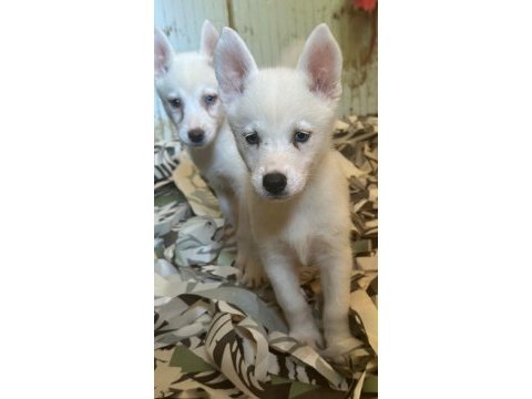 Mavi gözlü sibirya kurdu husky bebekler
