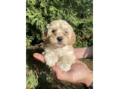Maltipoo bebekler