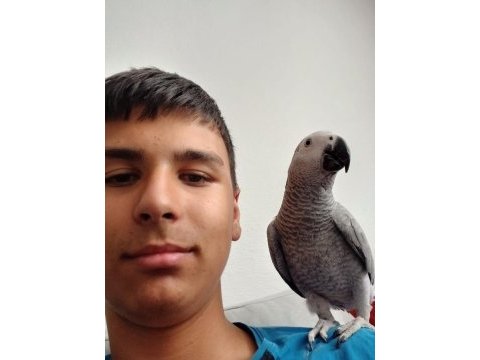 8 aylık jako papağanı