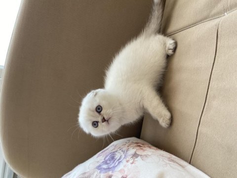 Maviş gözlü scottish fold yavrular