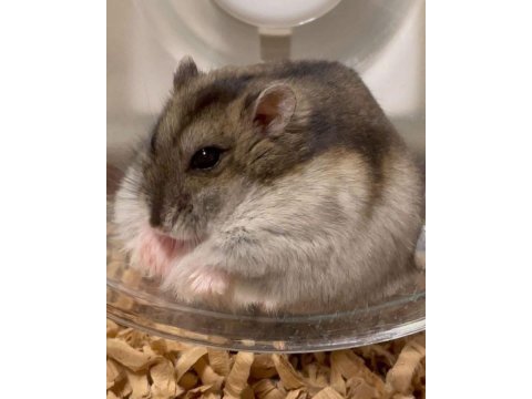 Hamster gonzales yavruları heryere gönderim