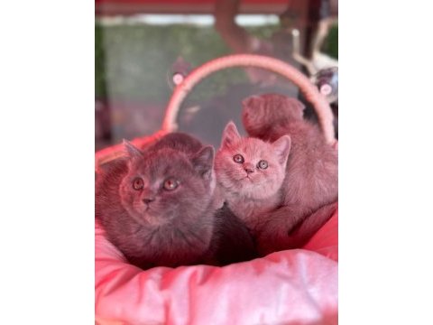 Scottish fold bebeklerimiz