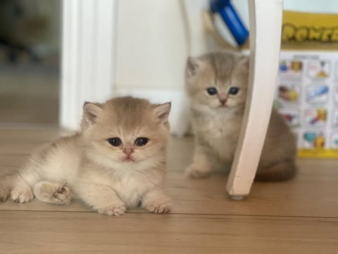 Safkan golden british shorthair yavrular