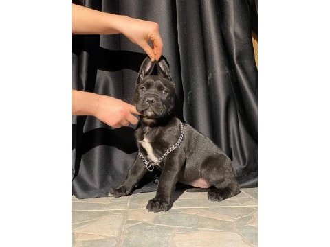 Üst kalite cane corso