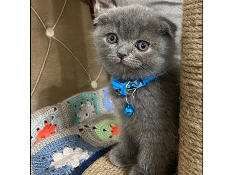 Scottish fold kedimiz