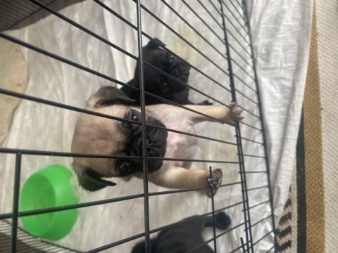 Pug yavrular