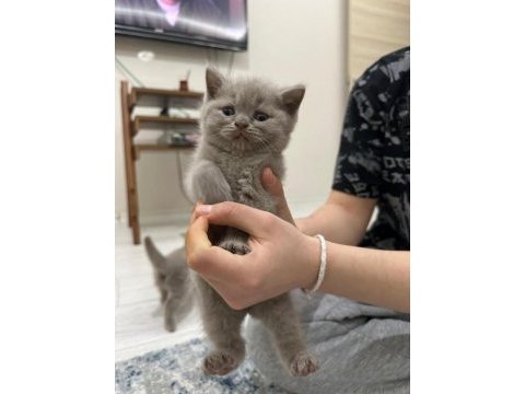 British shorthair yavrularımız yeni sahiplerini bekliyor