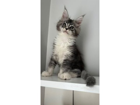 Sağlık ve ırk garantili minik dev kediler