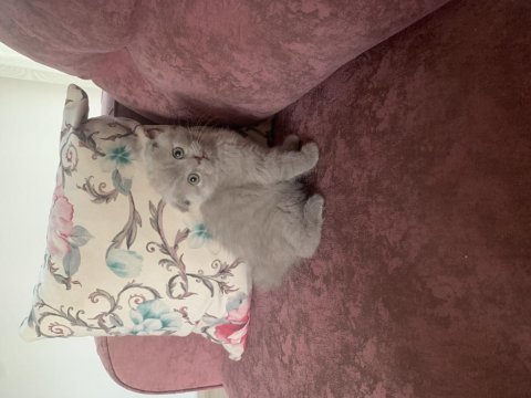 Maviş gözlü scottish fold ve british yavrular