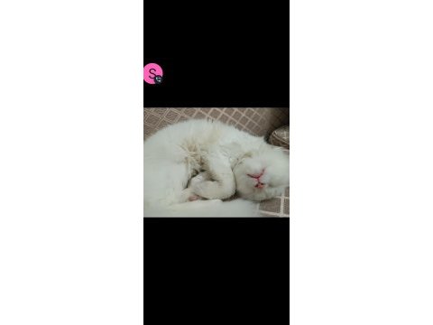 Yavru scottish fold kedimiz