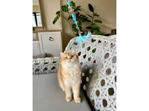 British shorthair şampiyon kedimiz