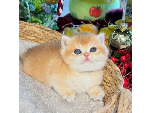 Dünyanın en güzel british shorthair kedisi
