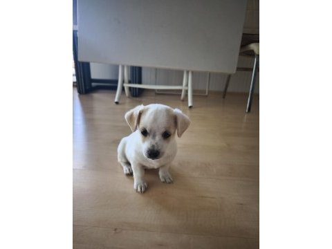 2 aylık yavru bebek chihuahua