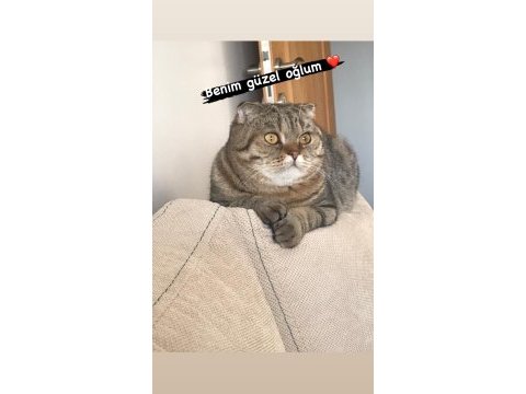 Çok akıllı uysal scottish fold kedimiz zeus