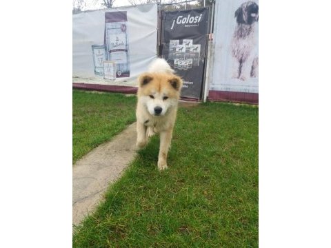 Akkuş üretim çiftliğinden akita yavruları