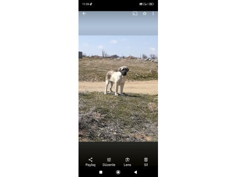 Aksaray malaklısı köpeğimiz
