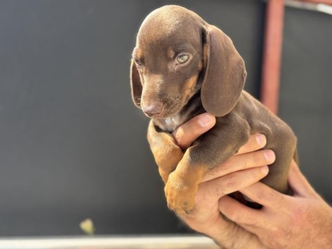 Petmode köpek çiftliğinden dachshund yavrumuz