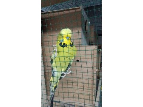 Şov muhabbet kuşlarım