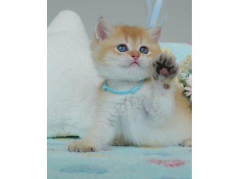 Altın parıltısı golden british shorthair 