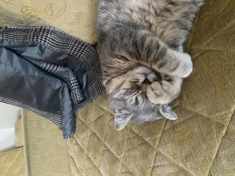 British shorthair tam bir tatlılık