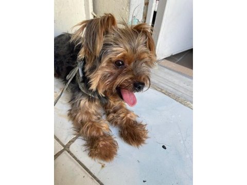 Yorkshire terrier pablo yuva arıyor