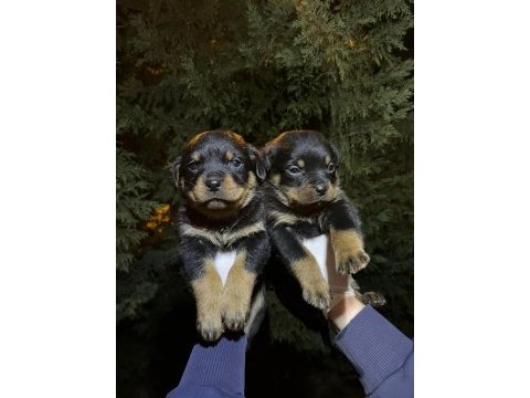 Koca kafa rottweiler yavrular