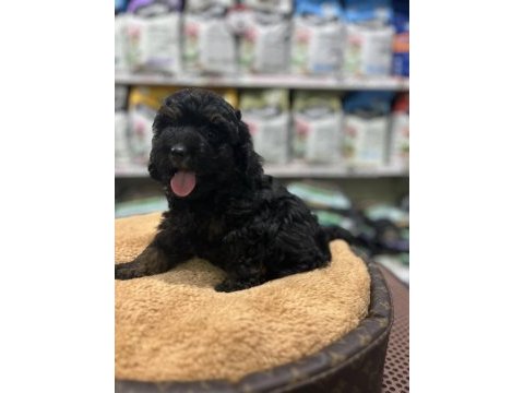 En nadir poodle rengi