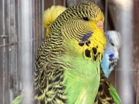Damızlık altı jumbo muhabbet kuşları
