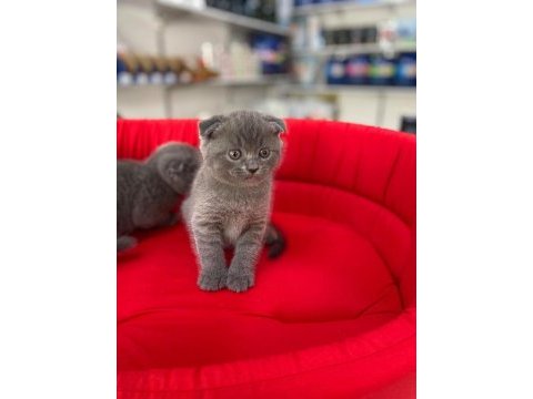 Show kalite tam kapalı kulak scottish fold