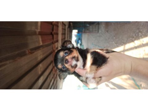 Şivava uzun tüylü (chihuahua)