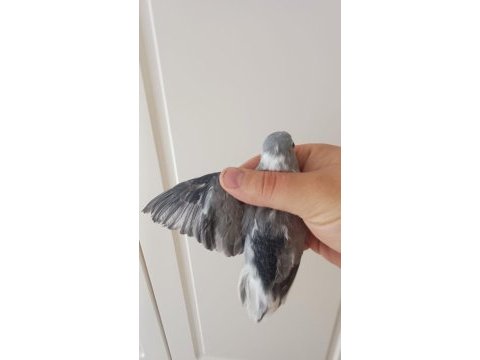 Yumurtalı forpus papağanı çifti