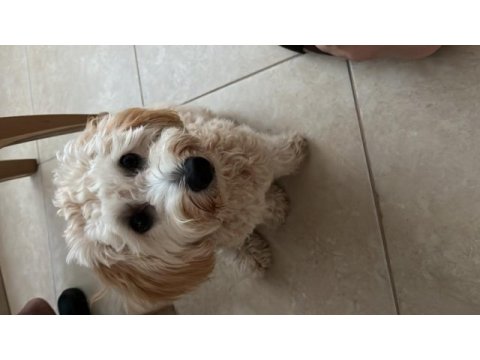 Köpeğimize eşleştirme için maltipoo dişi arıyoruz