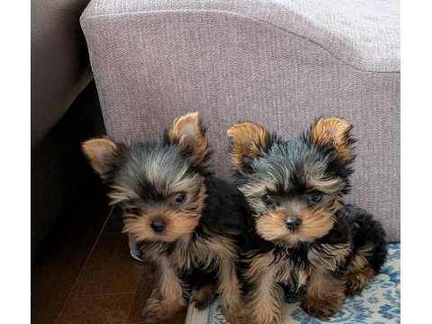Teacup ev ortamından yorkshire terrier yavrular