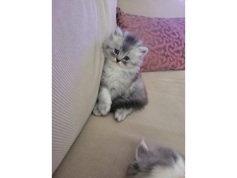 Üst kalite british longhair yavrularım teslime hazır!!!