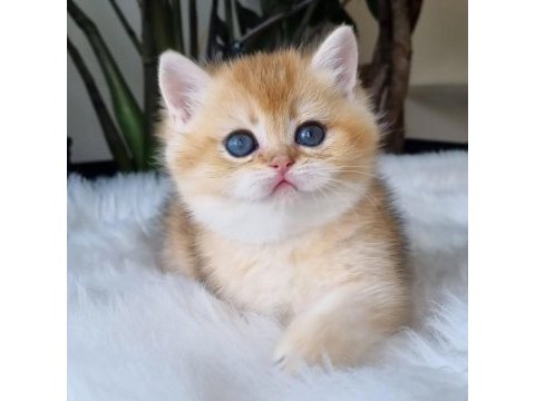 Ay ışığından gelen yavrumuz golden british shorthair