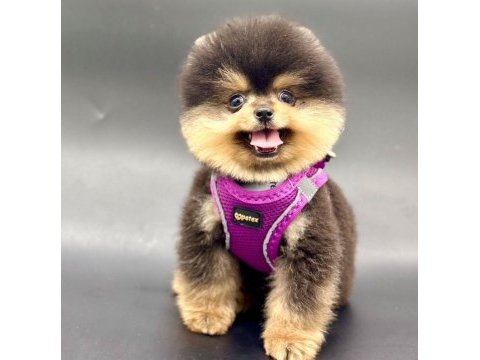 Safkan pomeranian boo bebekler