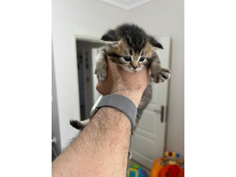 British shorthair yavruları