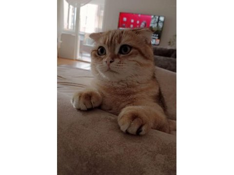 Oyuncu scottish fold karamel için yuva arıyoruz