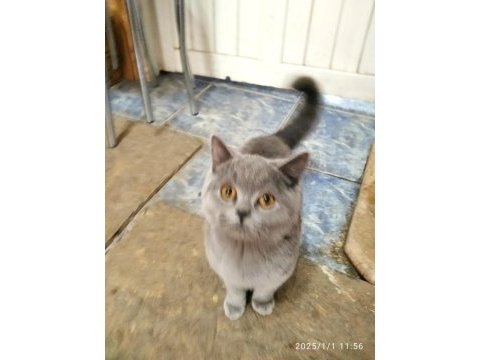 British shorthair erkek yavru