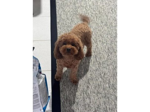 Kore saf kalite süt bebekler 14 şubat bebekleri köpekler