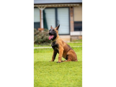 Malinois yavrularda son nokta