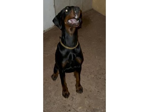 European king doberman dişi yavrumuz