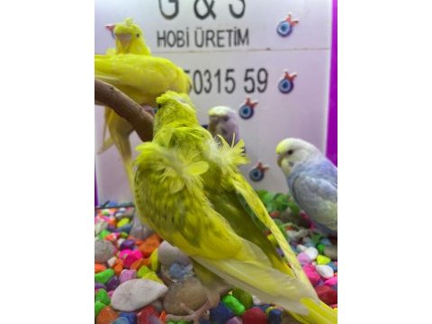 30 35 günlük bebek muhabbet kuşu yavrular