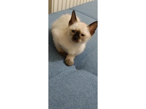 2 aylık siyam kedisi
