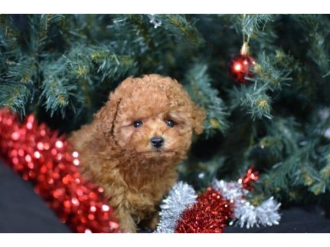 Minik toy poodle kocaman mutluluk