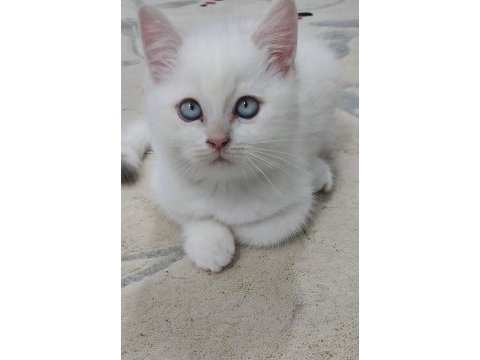 Ev ortamında yetişmiş yavrular scottish fold