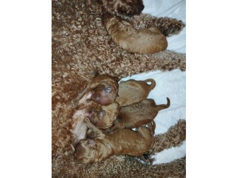 Şecereli toy poodle anneden yavrular