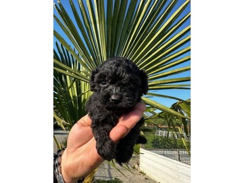 Toy poodle yavrular